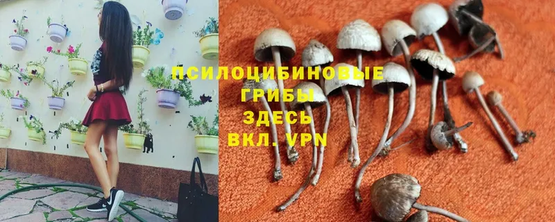 Псилоцибиновые грибы Psilocybine cubensis Льгов